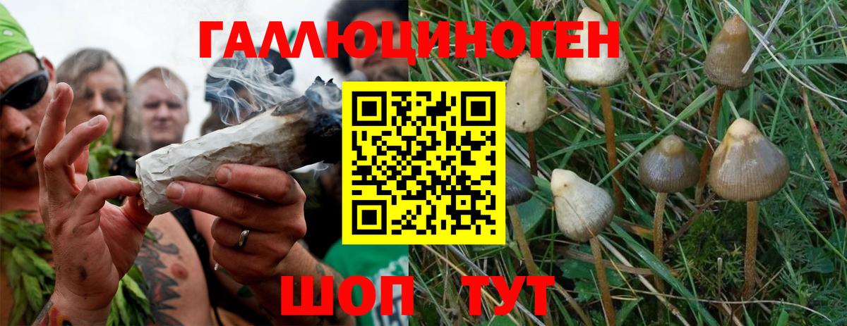 Галлюциногенные грибы Psilocybe  Вход с VPN  где можно купить   Шатура 